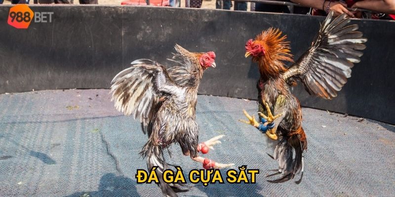 Làm sao để đặt cược hiệu quả khi chơi đá gà cựa sắt tại 988Bet?