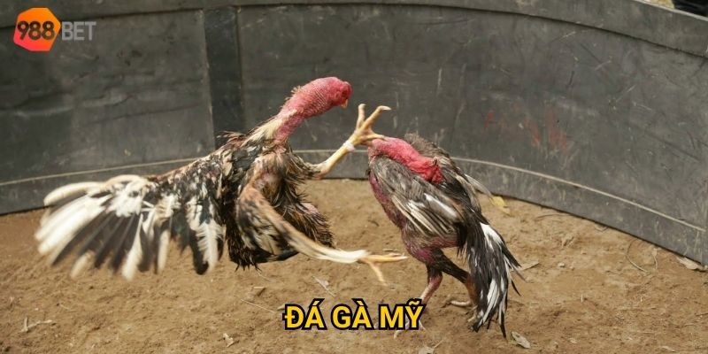 đá gà mỹ