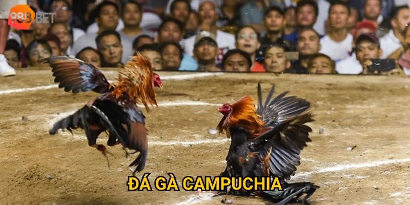 Có nên tham gia đá gà Campuchia tại 988Bet để kiếm thưởng lớn?